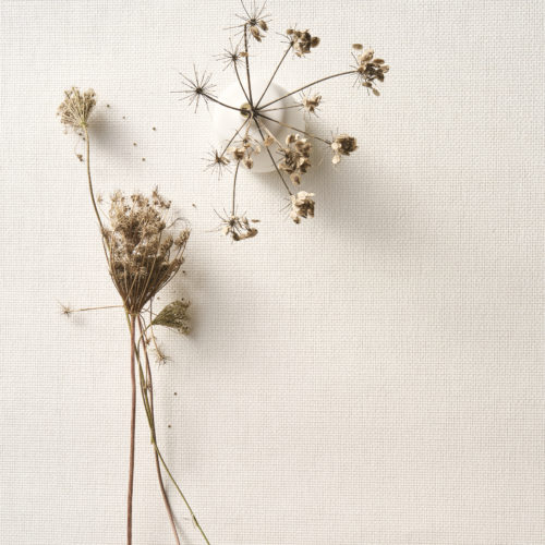 A close-up of a delicate arrangement of dried flowers resting against a soft, textured backdrop from Omexco's Pure collection, reference PU451. The wallcovering features a finely woven paperweave texture in a serene white tone, creating a minimalist yet sophisticated aesthetic. This white plain paperweave design offers a subtle, textured surface that evokes tranquility and timeless elegance, making it the perfect choice for a calm, nature-inspired interior.